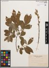 Foto von Salix cinerea L.
